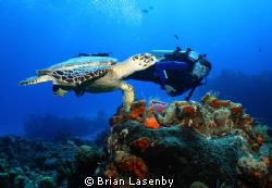 Hawksbill turtle and diver - Cozumel by Brian Lasenby 